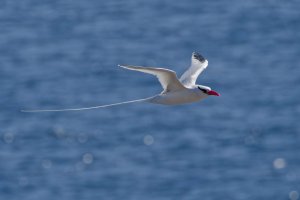 DSC_0964_DxO.jpg DSC_0964_DxO.jpg