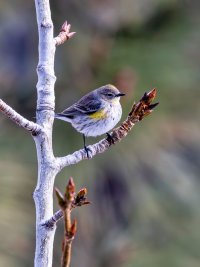 EOS R7_1951-Enhanced-NR (1).jpg