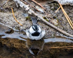 EOS R7_1978-Enhanced-NR (1).jpg