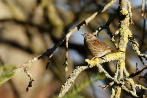 3R3A5959-DxO_Dunnock_full copy.jpg