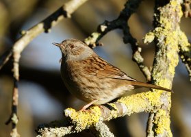 3R3A5959-DxO_Dunnock.jpg