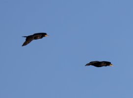 309A1003-DxO_Cormorants_flying.jpg