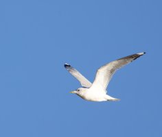 309A1026-DxO_Gull_flying_edge of frame.jpg