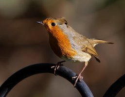 309A1929-DxO_Robin_800mm.jpg