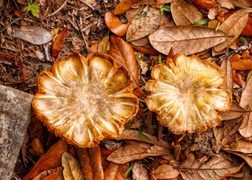 Drying Mushrooms.jpg
