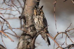 Long-eared Owl (adult-winter) 2024-100.jpg