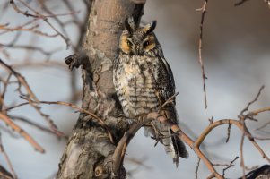 Long-eared Owl (adult-winter) 2024-102.jpg