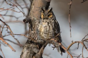 Long-eared Owl (adult-winter) 2024-103.jpg