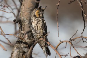 Long-eared Owl (adult-winter) 2024-105.jpg