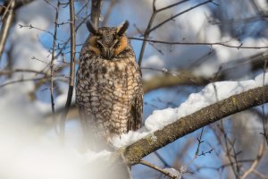 Long-eared Owl (adult-winter) 2024-107.jpg