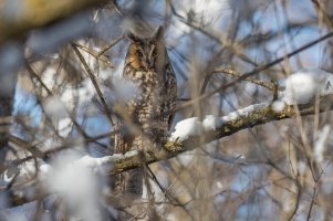 Long-eared Owl (adult-winter) 2024-108.jpg