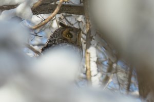 Long-eared Owl (adult-winter) 2024-109.jpg