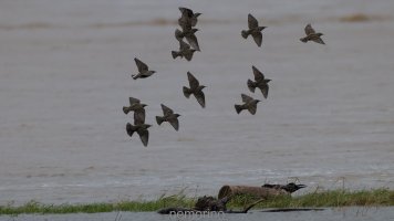 riverside starlings.jpg