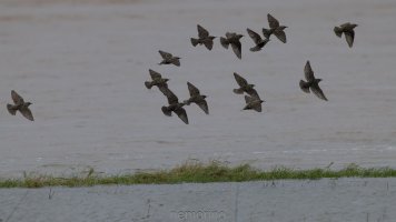 riverside starlings_02.jpg