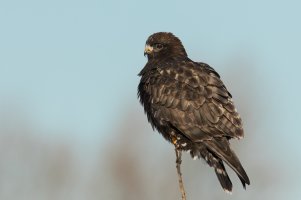 Rough-legged Hawk (dark morph) (juvenile-winter) 2024-103.jpg