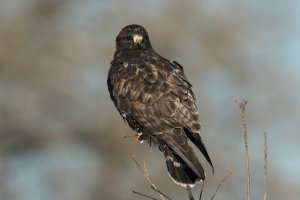 Rough-legged Hawk (dark morph) (juvenile-winter) 2024-104.jpg