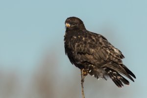 Rough-legged Hawk (dark morph) (juvenile-winter) 2024-109.jpg