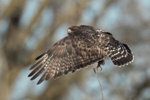 Rough-legged Hawk (dark morph) (juvenile-winter) 2024-117.jpg