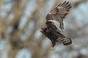 Rough-legged Hawk (dark morph) (juvenile-winter) 2024-118.jpg