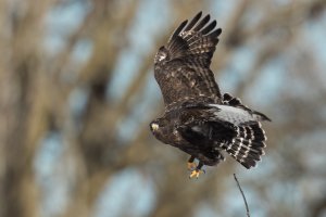 Rough-legged Hawk (dark morph) (juvenile-winter) 2024-120.jpg