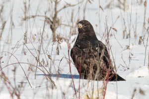 Rough-legged Hawk (dark morph) (juvenile-winter) 2024-127.jpg