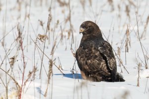 Rough-legged Hawk (dark morph) (juvenile-winter) 2024-129.jpg