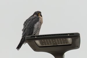 Peregrine Falcon (adult-winter) 2024-100.jpg