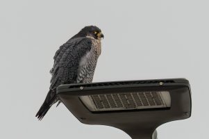 Peregrine Falcon (adult-winter) 2024-101.jpg