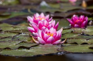 small size HD232159.jpeg