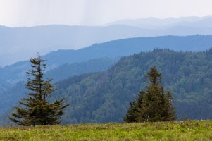 smaller size SZWL3661.jpeg