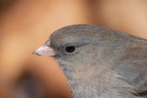 707 mm f 18-5519.jpg