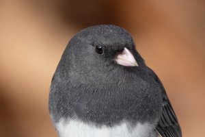 990 mm f 13-5566.jpg