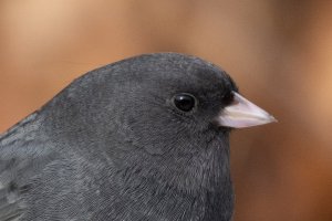 990 mm f 18-5611.jpg