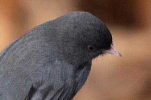 707 mm f 13-5463.jpg