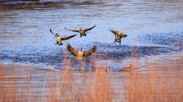 EOS R5_2768-Enhanced-NR.jpg