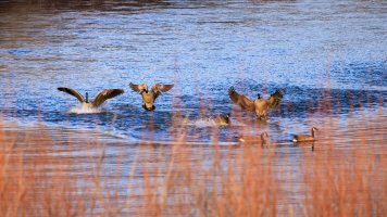 EOS R5_2775-Enhanced-NR.jpg