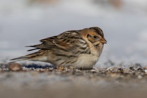 Lapland Longspur (adult-winter) 2024-100.jpg