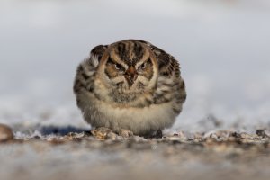 Lapland Longspur (adult-winter) 2024-101.jpg