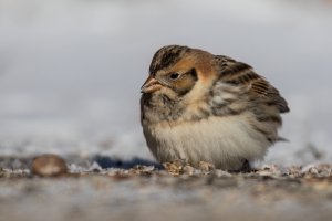 Lapland Longspur (adult-winter) 2024-102.jpg