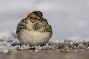 Lapland Longspur (adult-winter) 2024-103.jpg