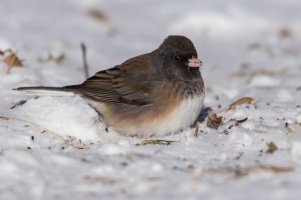 Dark-eyed Junco (Oregon) (male-winter) 2024-101.jpg