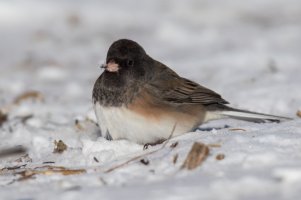 Dark-eyed Junco (Oregon) (male-winter) 2024-102.jpg