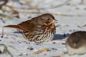 Fox Sparrow (red) (adult-winter) 2024-101.jpg