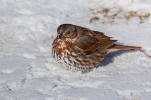 Fox Sparrow (red) (adult-winter) 2024-102.jpg