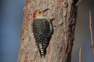 Red-bellied Woodpecker (female-winter) 2024-100.jpg