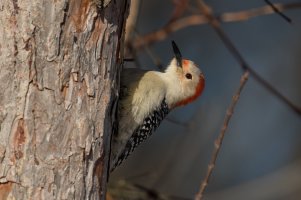 Red-bellied Woodpecker (female-winter) 2024-101.jpg