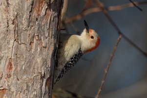 Red-bellied Woodpecker (female-winter) 2024-101.jpg