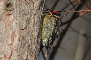 Yellow-bellied Sapsucker (male-winter) 2024-100.jpg