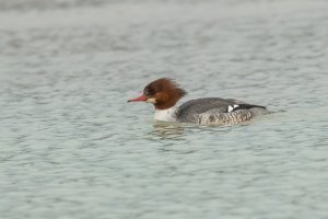 Common Merganser (female-winter) 2024-100.jpg