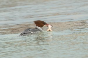 Common Merganser (female-winter) 2024-101.jpg
